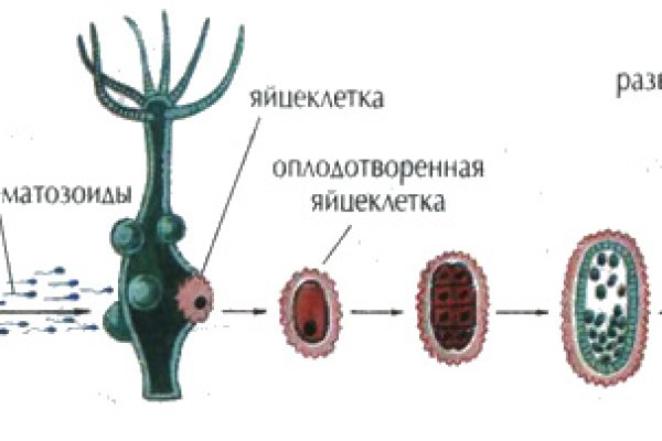 Кракен через тор браузер